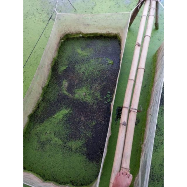 Tráng nuôi ốc nhồi loại 3 mét vuông sâu 0,6 sản phẩm tốt 121