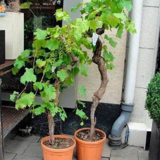 NHO PHÁP TRỒNG CHẬU