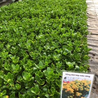 Cây giống hoa sống đời Thái kép cao 25cm