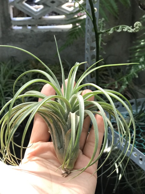 Cây không khí Tillandsia victoria -Victoria giant.