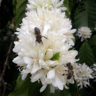 Mật ong hoa cà phê 100%_1000ml
