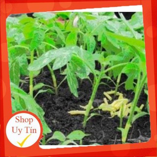 100G Giun ghép cà chua