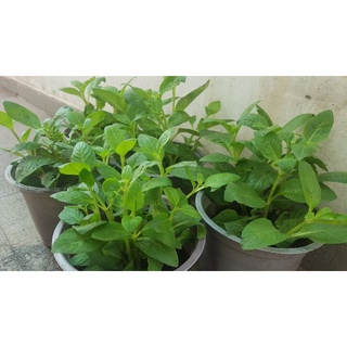 Cây Quế vị. Rau thơm thường ăn chung bánh canh trảng bàng