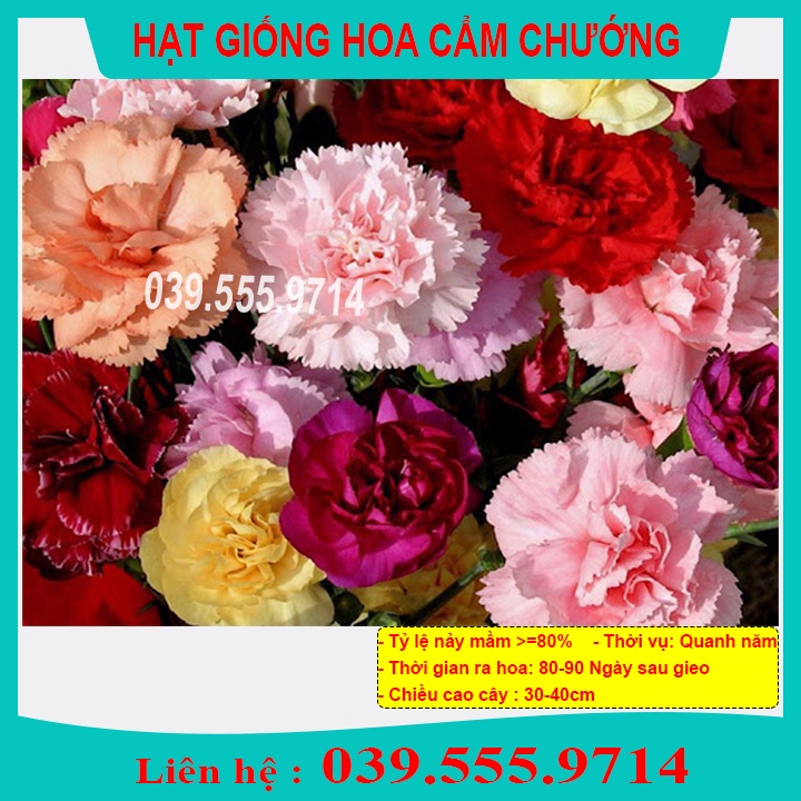 Hạt Giống Cẩm Chướng Đơn Mix -  Hoa trồng chậu tại nhà