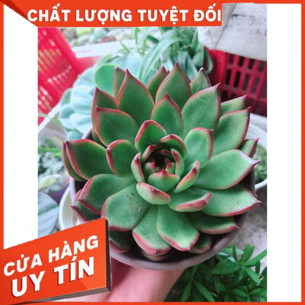 Sen đá viền lửa + chậu sứ trắng Nhiều Người Mua