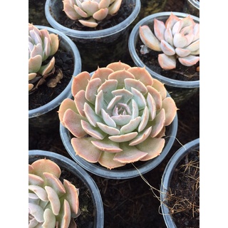 Sen bắp cải tròn