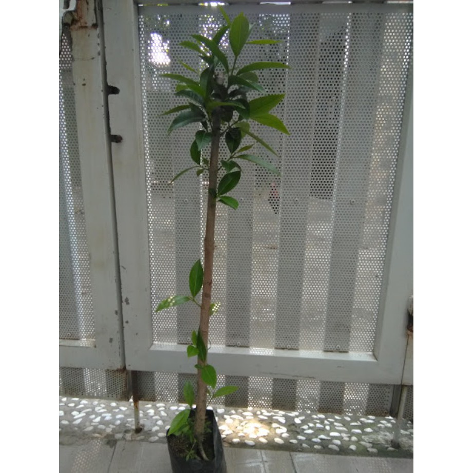 Cây vối - Cao khoảng 80cm