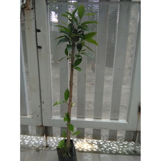 Cây vối - chiều cao khoảng 80cm (freeship)