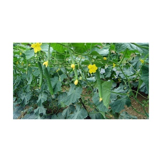 [SEEDS] DƯA LEO NẾP [NHẬP HÀN QUỐC]
