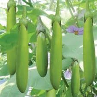 Hạt giống cà xanh lai (2G)