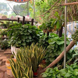 Com bô 11 cây lưỡi hổ