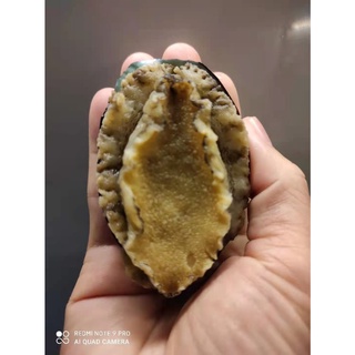 Bào ngư nhật bản 1kg