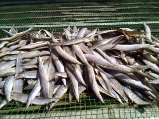 Chạch đồng 1 nắng 1kg