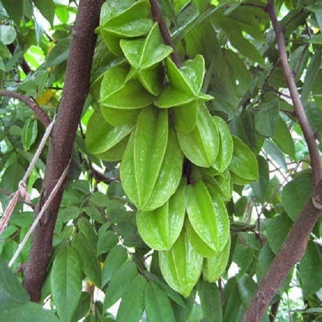 Cây khế chua giống