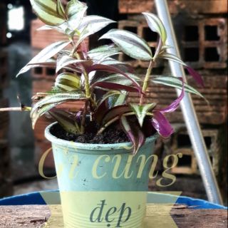 1 chậu thài lài tím