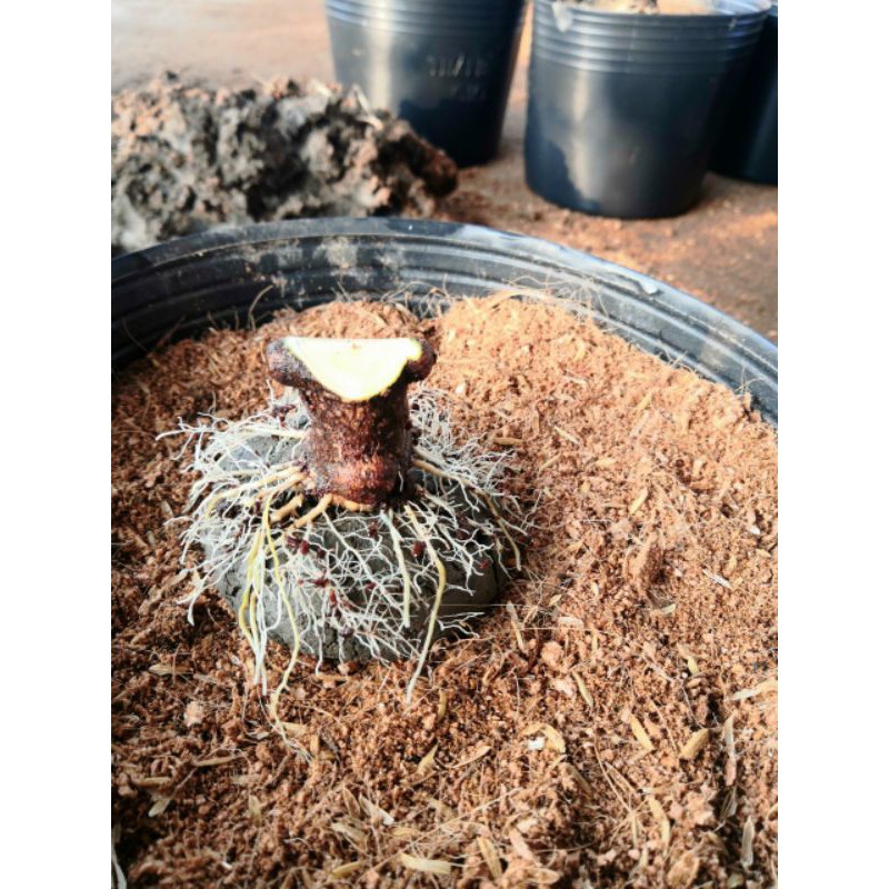 Cây Mai Chiếu Thủy Trung Nu. NHÁNH CHIẾT