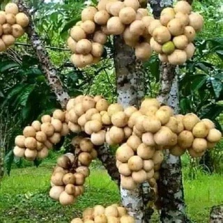Cây giống bòn bon
