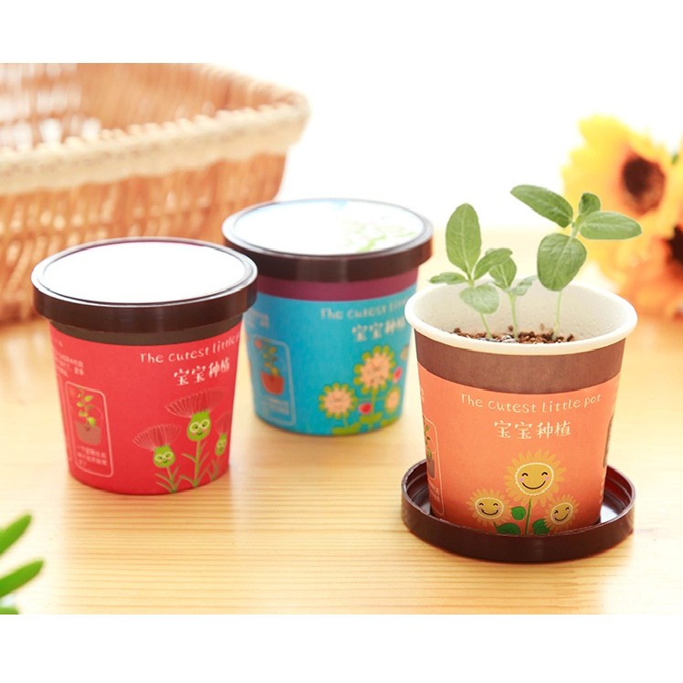 Combo 4 Chậu Trồng Cây Trang Trí Bàn Làm Việc