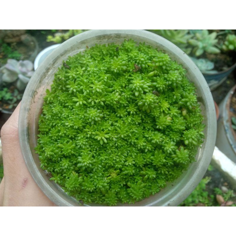 Sen đá sedum xanh.