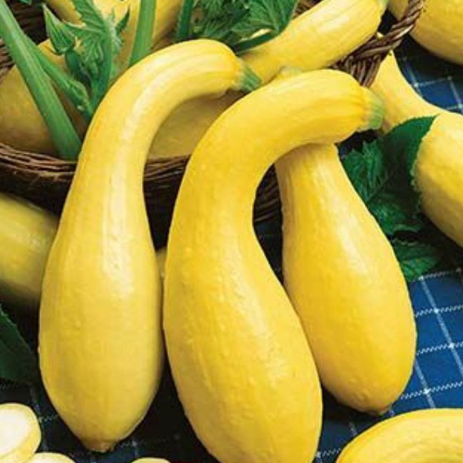 (NK Mỹ) Hạt giống bí ngòi thiên nga vàng F1