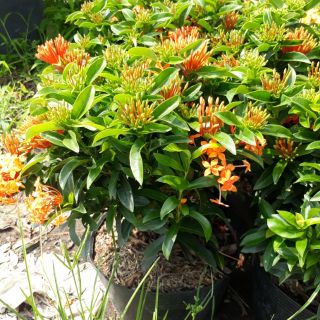 Cây bông trang Thái