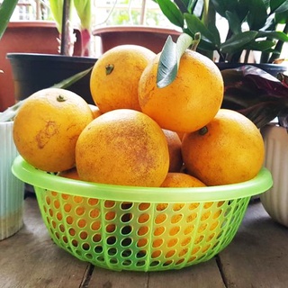  Cam Vinh Lục Ngạn Bắc Giang ngọt thơm, chín vàng, già quả mọng nước