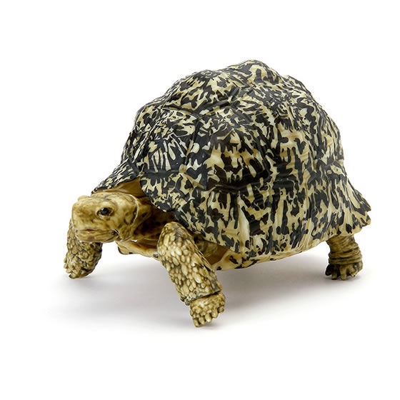 MÔ HÌNH TRỨNG GASHAPON BANDAI Rùa  TURTLE 05 NGẪU NHIÊN