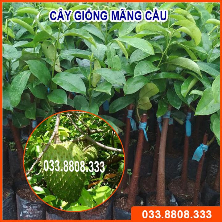 CÂY GIỐNG MÃNG CẦU   CHẤT LƯỢNG CAO