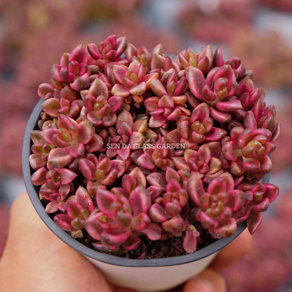 Sen đá cáo đỏ chậu trung 10cm GLASS GARDEN, giống hình, bao khỏe, thuần khí hậu Đà Lạt