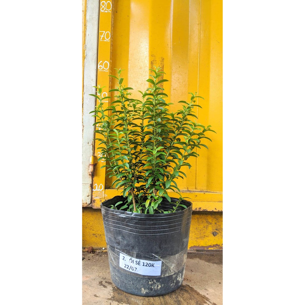 Ổi sẻ Nhật cây đang trái