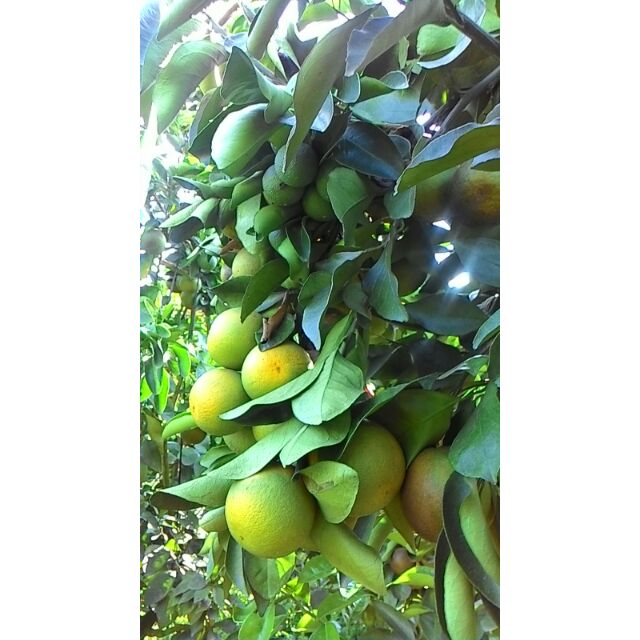 CAM XOÀN LOẠI 1