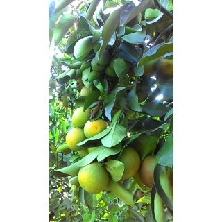 CAM XOÀN LOẠI 1