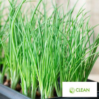 ⚡️ HẠT GIỐNG HÀNH HƯƠNG XANH F1⚡️ SINH TRƯỞNG CỰC KHỎE CHỐNG CHỊU SÂU BỆNH