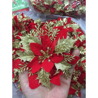 Hoa trạng nguyên trang trí oẳn, hoa noel