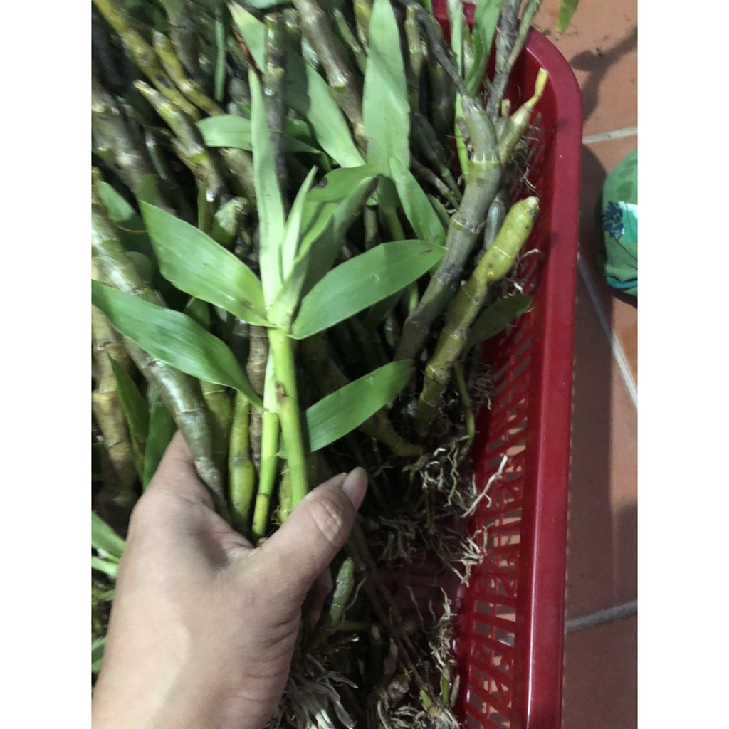 Lan rừng U Lồi bó 100g 35k