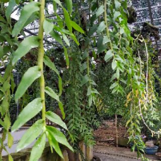 Cơm bo 10 Cây giống Hoa Lan Phi Điệp tím - Hòa Bình