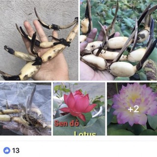 combo 2 củ sen đỏ huyết,ánh dương