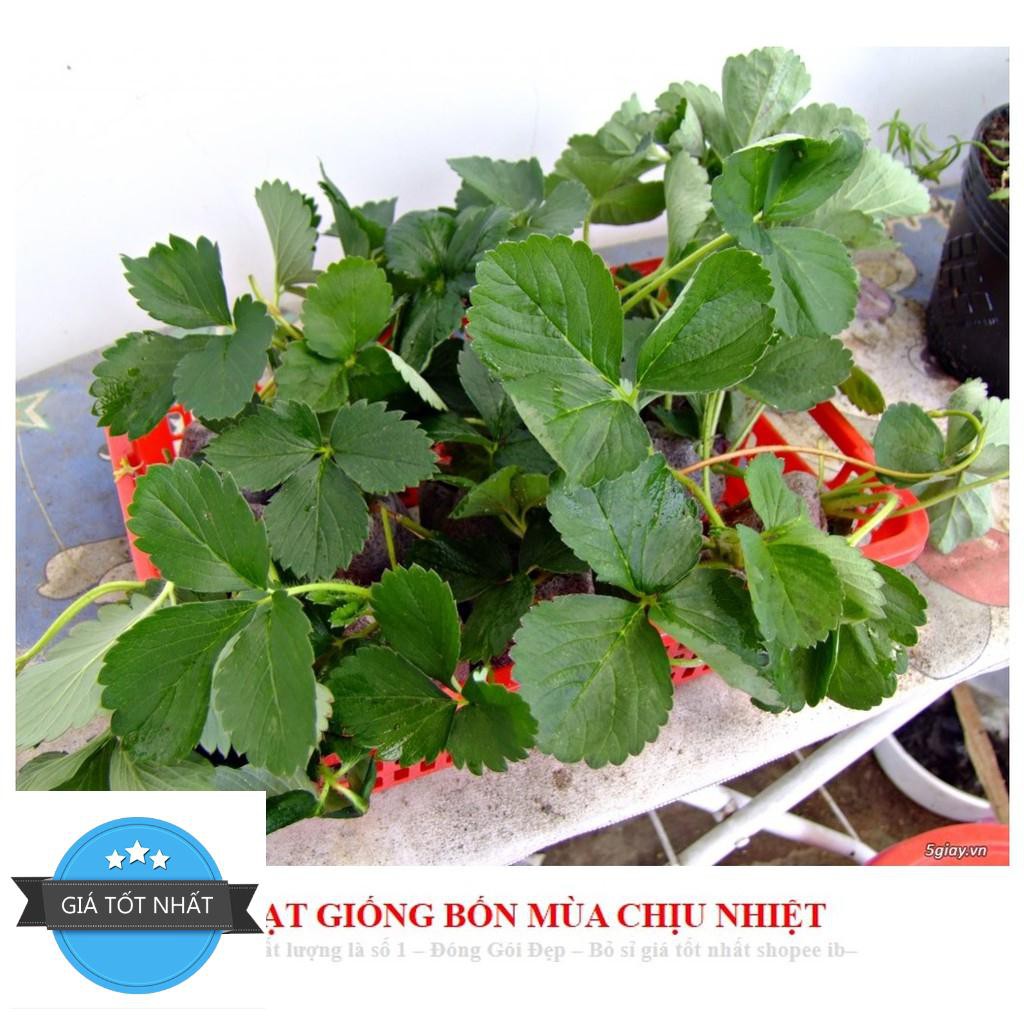 Gói 100 Hạt giống Dâu Tây Quả To, Chịu nhiệt  free ship toàn quốc