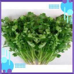 HẠT GIỐNG MÙI TÍA CAO SẢN