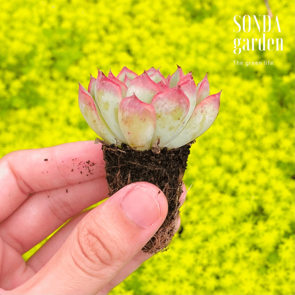 Sen đá viền hồng SONDA GARDEN size mini 2,5-4cm cây cảnh trang trí nhà cửa, lỗi 1 đổi 1