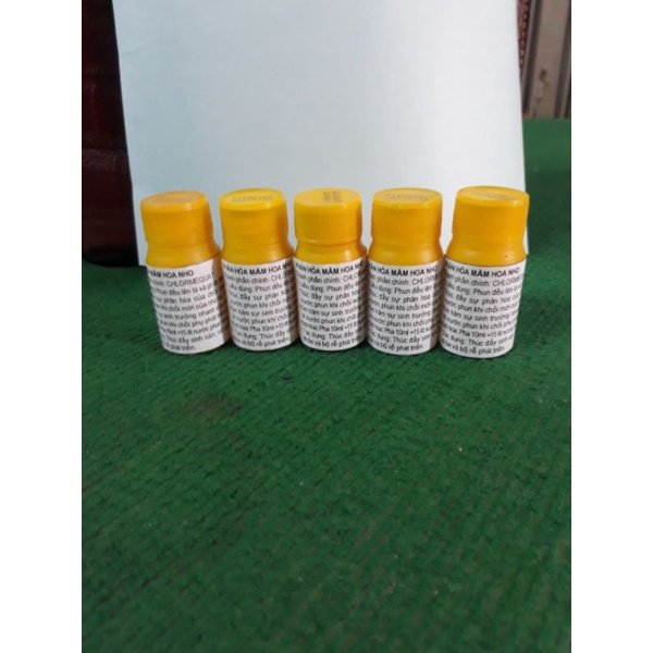 TẠO MẦM HOA NHO