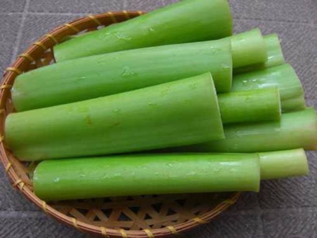 Cây giống môn bạc hà để nấu riêu ,siêu dễ trồng