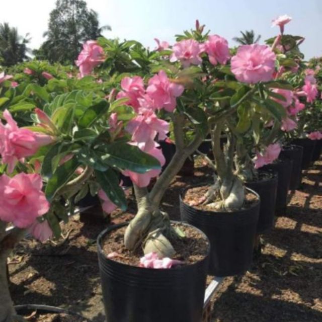 🌲 Sứ Kỳ Duyên ( siêu hoa) đang hoa