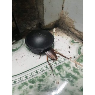 Thuốc diệt Gián Nhật Bản