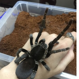 1 kg mùn dừa lót chuồng cho nhện, ốc mượn hồn-mùn dừa lót chuồng