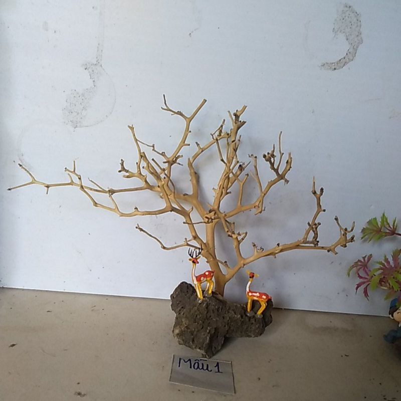 bonsai bể cá cảnh