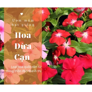 Hạt giống dừa cạn lùn lai f1 nhiều màu rd 856