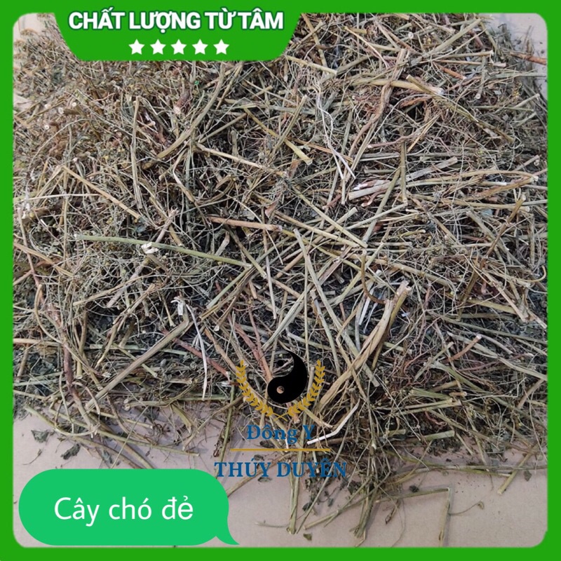 Cây Chó Đẻ 1kg (Hàng chất lượng loại 1) - Diệp Hạ Châu