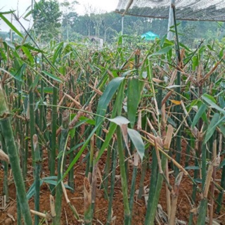 Cây giống măng bát bộ