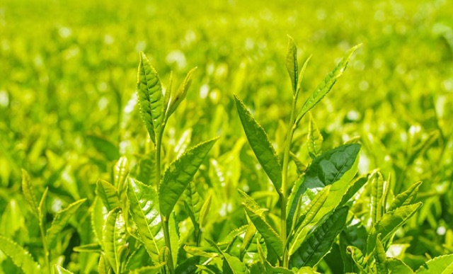 Kem dưỡng ẩm da từ Trà Xanh Innisfree Green Tea Balancing Cream EX